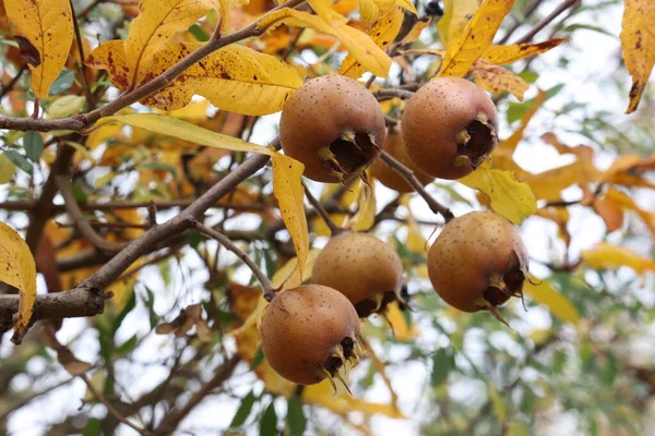 Fruto de Mespilus germanica, también llamado níspero común en un árbol —  Fotos de Stock