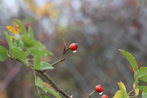 Gocce Rugiada Sui Rami Bacche Rosa Canina — Foto Stock