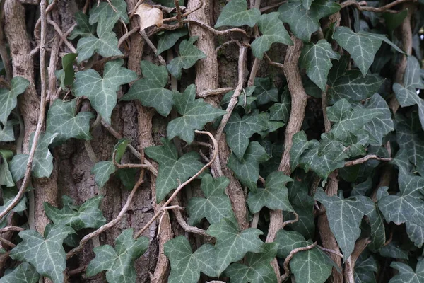 Hedera Helix Groene Klimop Weeft Een Boomstam — Stockfoto