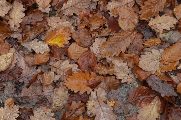 Folhas Caídas Uma Árvore Floresta Outono — Fotografia de Stock