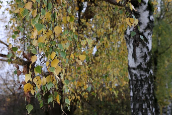 Gelbe Herbstblätter Birken Wald — Stockfoto