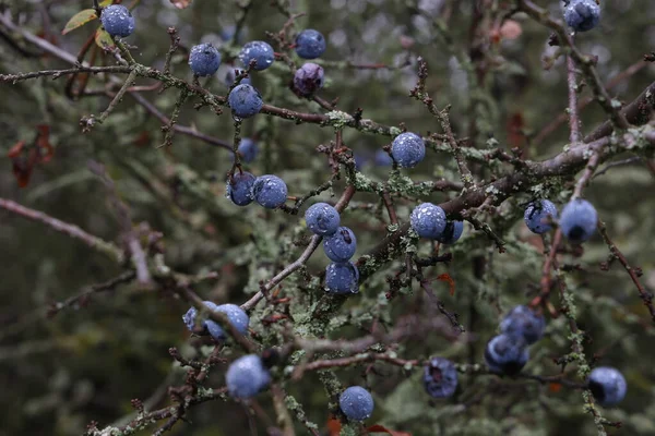 Las Bayas Azules Del Espino Negro Maduran Los Arbustos —  Fotos de Stock