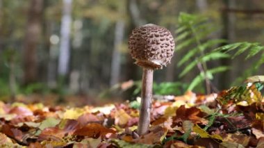 Macrolepiota procera - Çimenlerdeki şemsiye mantarlarının videosu