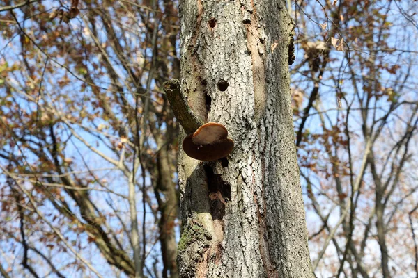 Fungos Tinder Vezes Crescem Floresta Alto Das Árvores — Fotografia de Stock