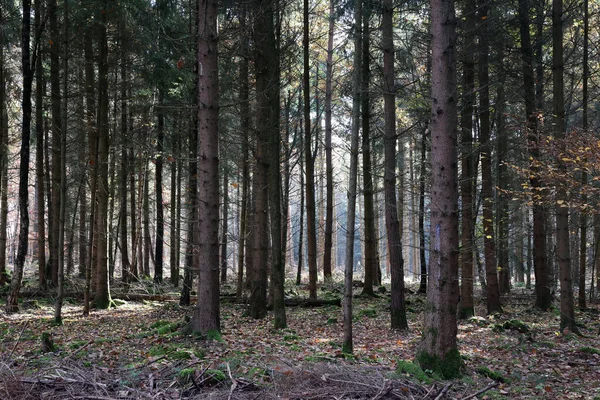 Kozalaklı Bir Ormanda Ağaç Gövdeleri — Stok fotoğraf
