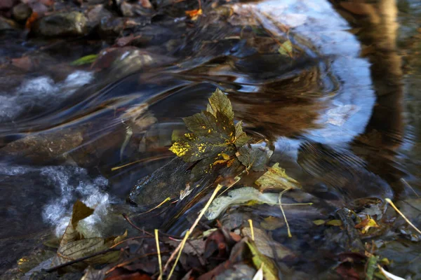 Umgefallenes Blatt Schnellen Wasser Des Baches Herbst — Stockfoto