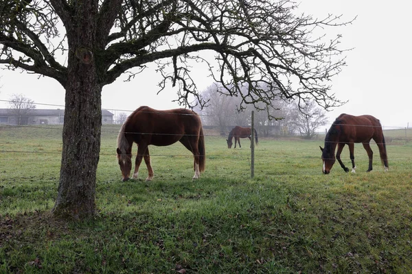 Cavalli Pascolo Mattino Presto Nebbioso — Foto Stock