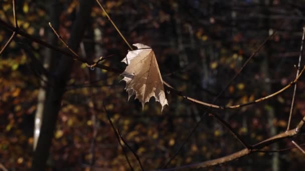 Frunza Uscată Flutură Vânt Pădure Sunetul Ploii Poate Auzit — Videoclip de stoc