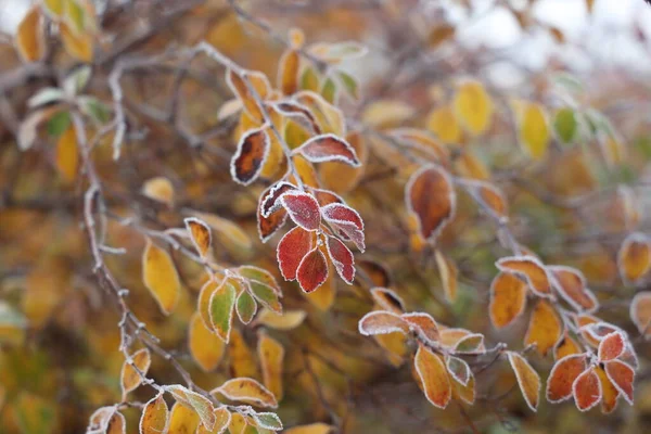 树上的叶子被霜冻覆盖着 — 图库照片