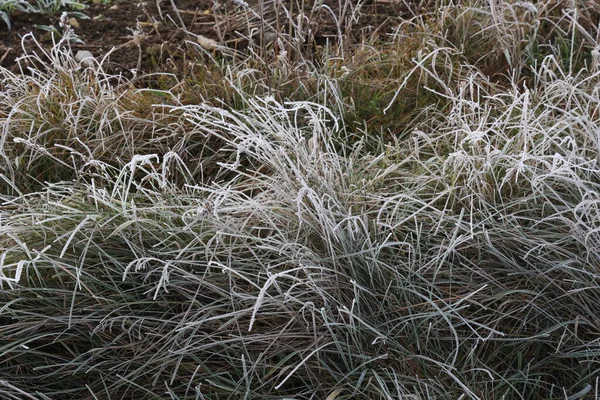 Trawa Jest Pokryta Mrozem Mroźny Poranek — Zdjęcie stockowe