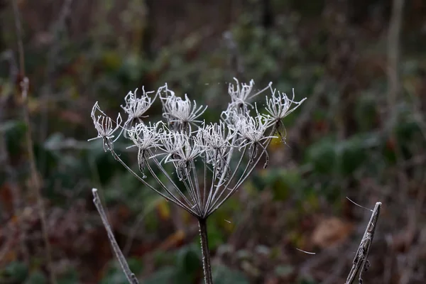 Мороз Сухих Растениях Морозное Утро — стоковое фото