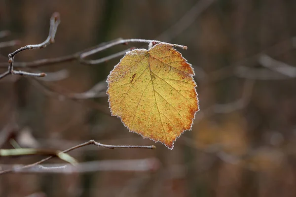 树上的叶子被霜冻覆盖着 — 图库照片