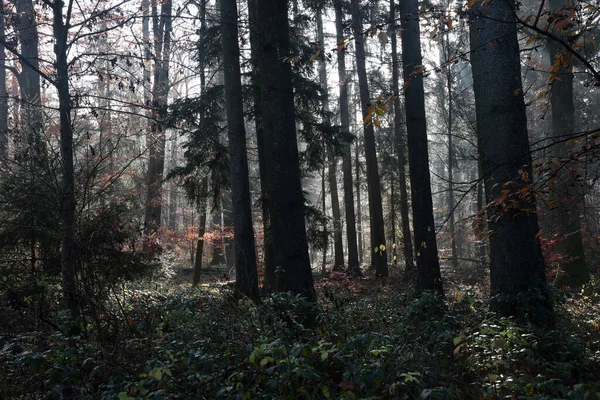 霧深い秋の朝の森の中で — ストック写真