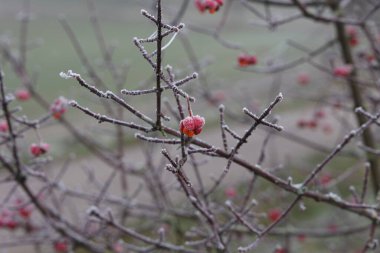 Euonymus europaeus 'un meyveli, eşsiz pembe çiçekler..