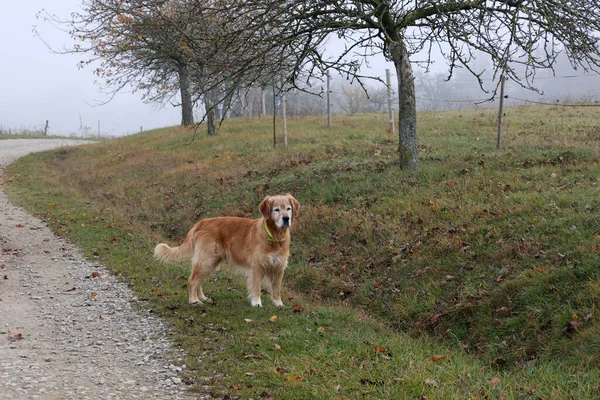 Імбирний Собака Чекає Власника Прогулянку — стокове фото