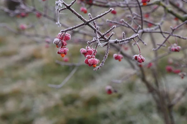 Jasné Jedinečné Růžové Květy Plody Euonymus Europaeus — Stock fotografie