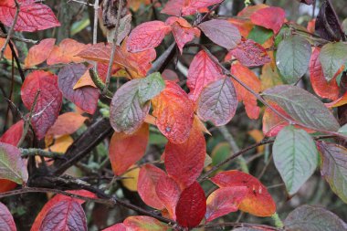 Sonbaharda ormanda parlak kırmızı yapraklar.