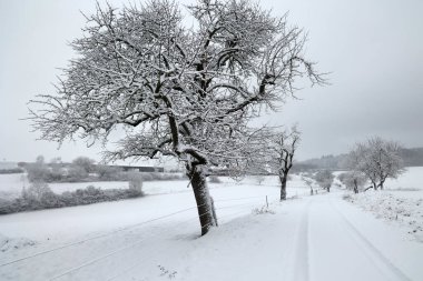 Beyaz karla kaplı ağaçlarla kaplı kış manzarası.