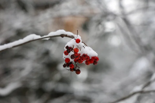 Красные Рябины Зимой Снегу — стоковое фото