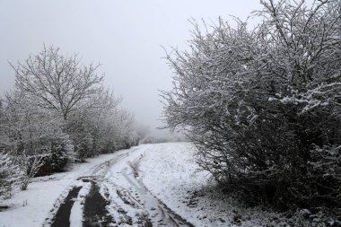 Beyaz karla kaplı ağaçlarla kaplı kış manzarası
