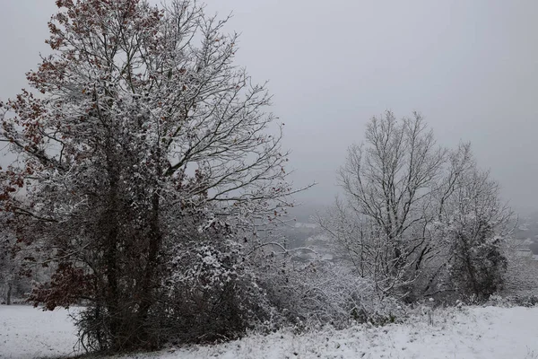 冬季景观 树上覆盖着白雪 — 图库照片