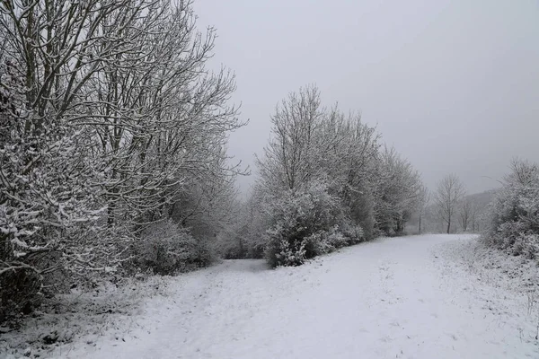 Paisagem Inverno Com Árvores Cobertas Neve Branca — Fotografia de Stock