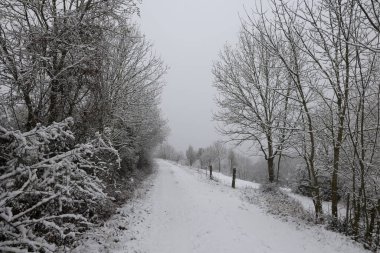 Beyaz karla kaplı ağaçlarla kaplı kış manzarası.