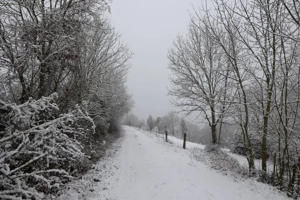 Beyaz karla kaplı ağaçlarla kaplı kış manzarası.