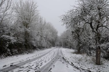 Beyaz karla kaplı ağaçlarla kaplı kış manzarası.