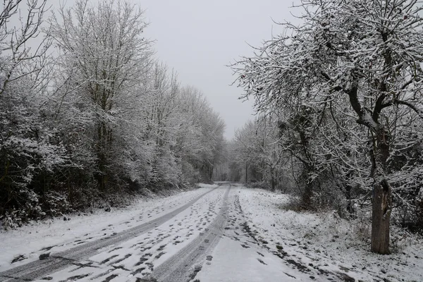 Beyaz karla kaplı ağaçlarla kaplı kış manzarası.