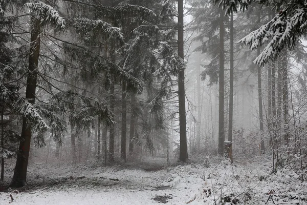 Foggy Morning Snowy Winter Forest — Stock Photo, Image