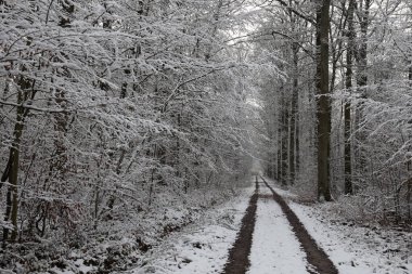 Ormana ilk kar yağdı..