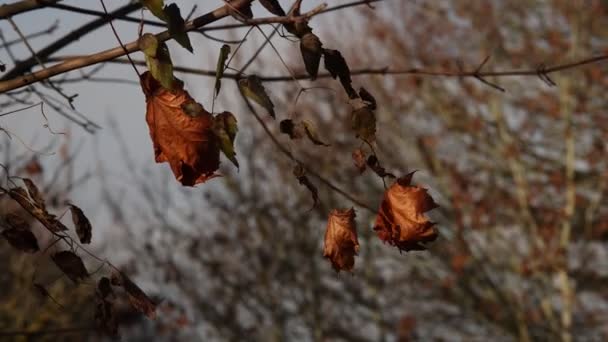 Kurumuş Yapraklar Sonbaharda Rüzgarda Sallanır — Stok video