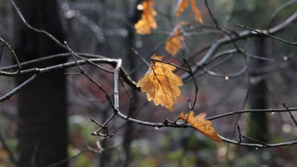 Hojas Marchitas Revolotean Viento Otoño — Vídeos de Stock