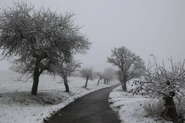 Winterlandschaft Mit Bäumen Die Mit Schnee Bedeckt Sind — Stockfoto
