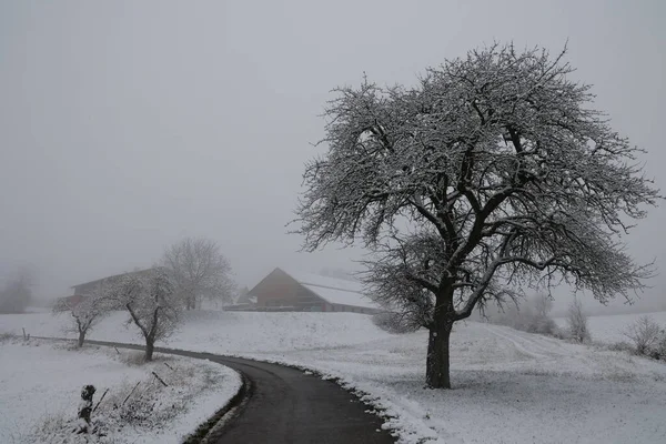 Beyaz karla kaplı ağaçlarla kaplı kış manzarası.