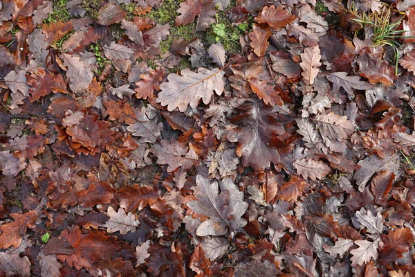 Fallen Tree Leaves Forest Autumn — Stock Photo, Image