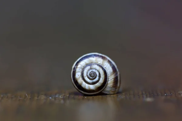 桌上放着一个简单的蜗牛壳 — 图库照片