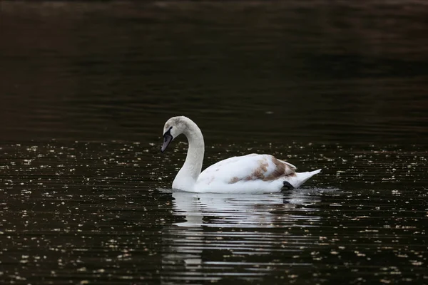 Одинокий Белый Лебедь Плавающий Реке — стоковое фото