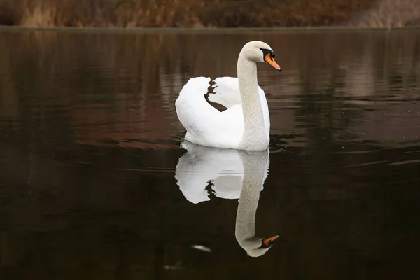 Samotny Biały Łabędź Pływający Rzece — Zdjęcie stockowe