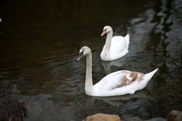 Pair White Swans Floating River — Stock Photo, Image