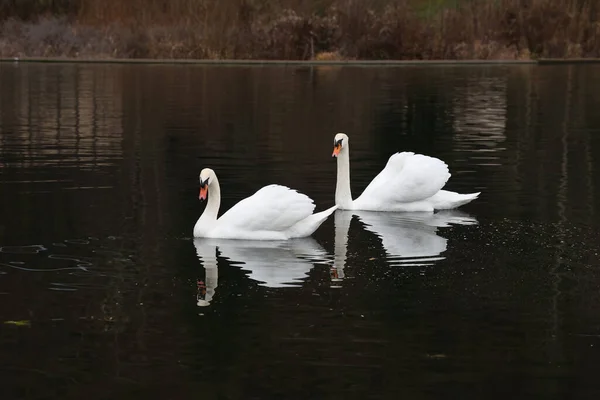Para Białych Łabędzi Pływających Rzece — Zdjęcie stockowe