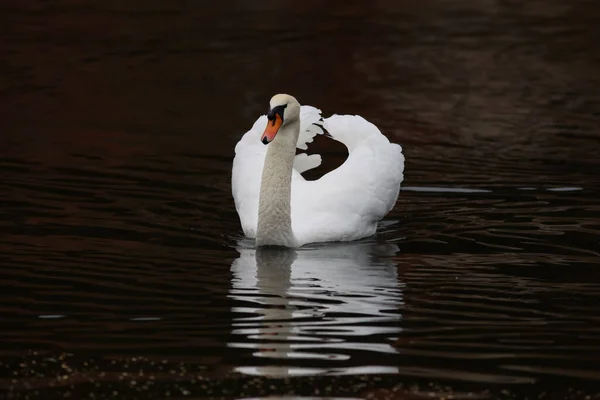 Cisne Blanco Solitario Flotando Río — Foto de Stock