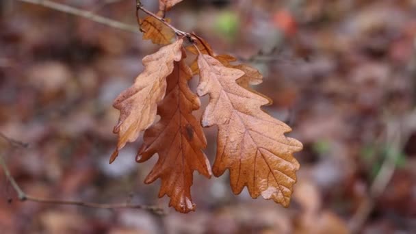 秋天的雨天 棕色的橡木叶子 — 图库视频影像