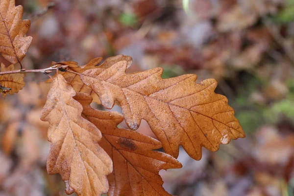 秋天的雨天 棕色的橡木叶子 — 图库照片