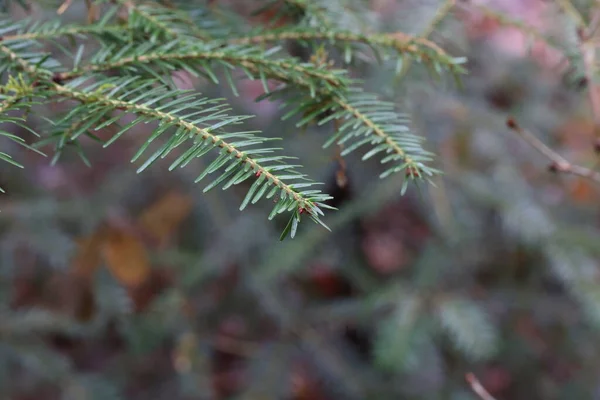 森の中のふわふわの緑のスプルースの枝 — ストック写真