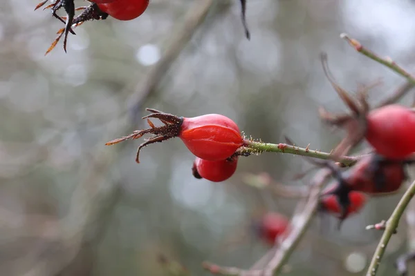 Rosa Canina Rossa Nella Foresta Sul Cespuglio — Foto Stock