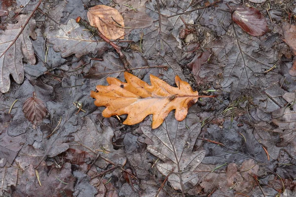 Fallen from a tree leaves in the forest in autumn.