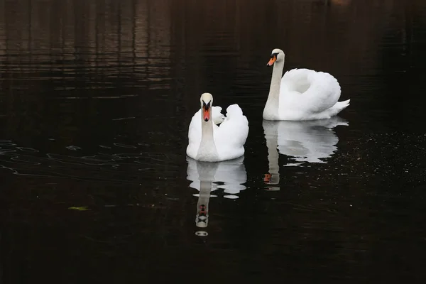 Pareja Cisnes Blancos Flotando Río — Foto de Stock