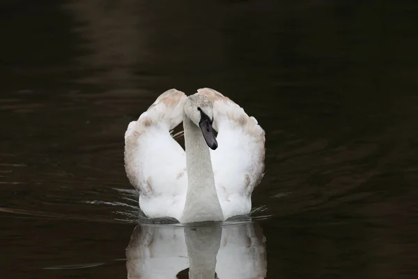 Cygne Blanc Solitaire Flottant Sur Rivière — Photo